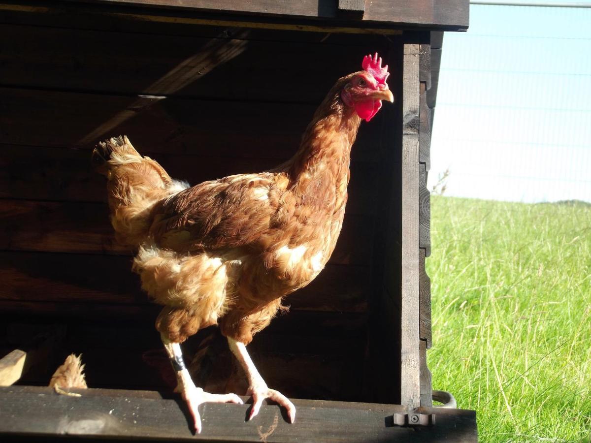 Deepaller Farm Tiverton  Dış mekan fotoğraf