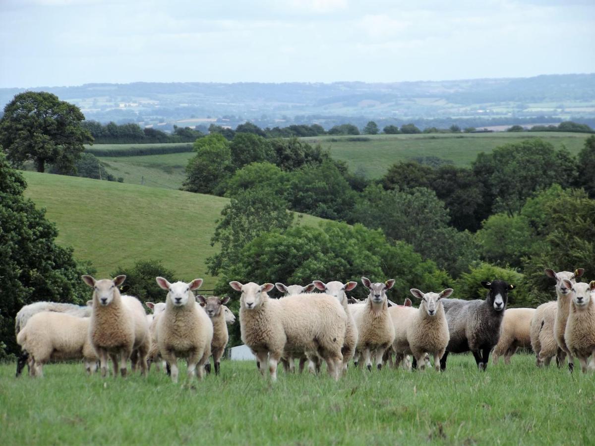 Deepaller Farm Tiverton  Dış mekan fotoğraf